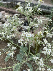 Crambe maritima
