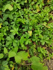 Potentilla kleiniana