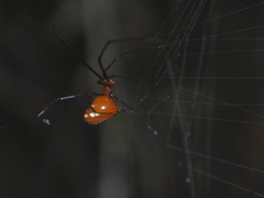Argyrodes flavescens