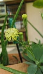 Kleinia grandiflora