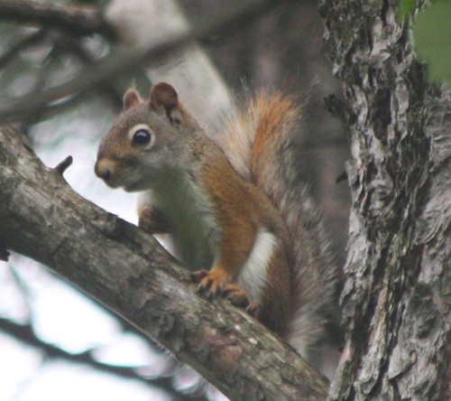 Tamiasciurus hudsonicus