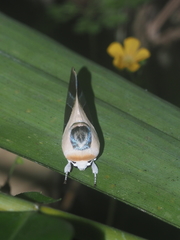 Westermannia nobilis