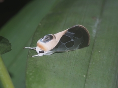 Westermannia nobilis