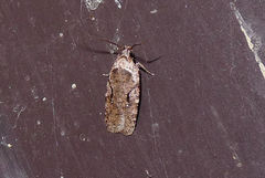 Agonopterix curvilineella