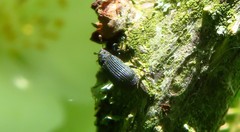 Magdalis ruficornis