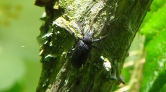 Magdalis ruficornis