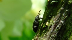 Magdalis ruficornis