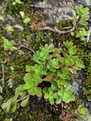 Sedum emarginatum