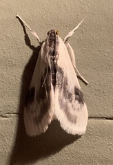 Cliniodes ostreonalis