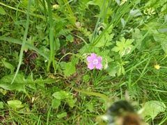 Geranium palustre
