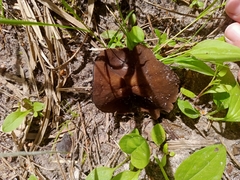 Craterellus cornucopioides