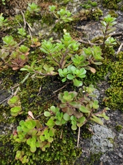 Sedum emarginatum