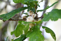 Andricus quercusramuli