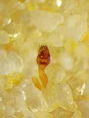 Argyrodes flavescens