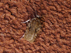 Agonopterix curvilineella