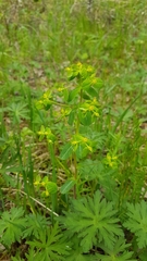 Euphorbia jenisseiensis