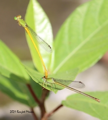 Ceriagrion coromandelianum