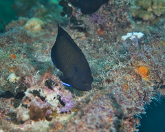 Centropyge multispinis