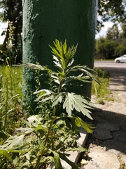 Artemisia vulgaris