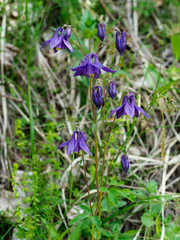 Aquilegia nigricans