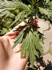 Artemisia vulgaris