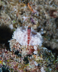 Helcogramma maldivensis