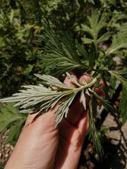 Artemisia vulgaris