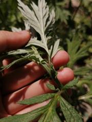 Artemisia vulgaris