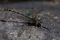 Austrogomphus collaris
