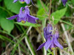 Aquilegia nigricans