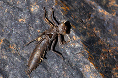 Austroaeschna anacantha