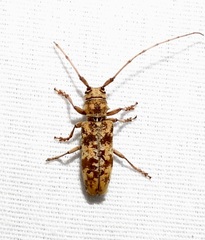 Goes variegatus