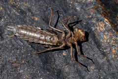 Austroaeschna anacantha