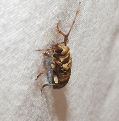 Goes variegatus