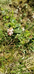 Vaccinium vitis-idaea