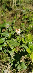 Vaccinium vitis-idaea