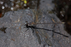 Miniargiolestes minimus