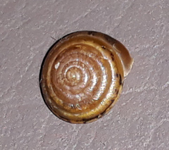 Perforatella bidentata