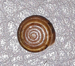 Perforatella bidentata