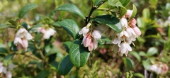 Vaccinium vitis-idaea