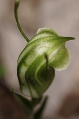 Pterostylis dilatata