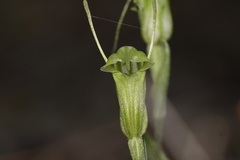 Pterostylis dilatata
