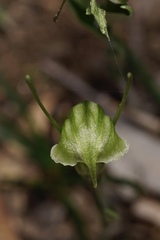 Pterostylis dilatata