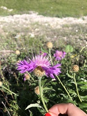 Psephellus daghestanicus