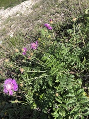 Psephellus daghestanicus