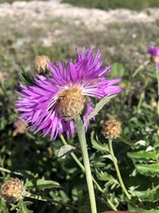 Psephellus daghestanicus