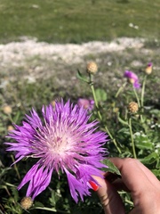 Psephellus daghestanicus