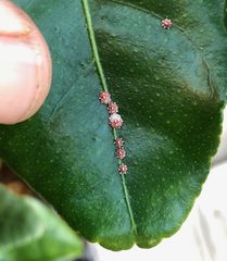 Ceroplastes sinensis