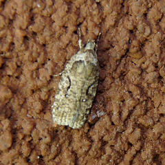 Agonopterix curvilineella