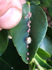 Ceroplastes sinensis